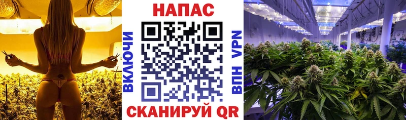 МАРИХУАНА SATIVA & INDICA Шлиссельбург